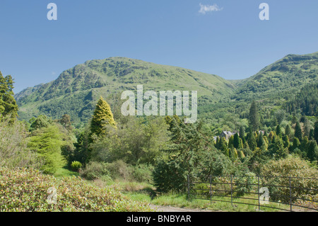 Arbres de Benmore Botanic Gardens nr Dunoon ARGYLL & BUTE, Ecosse Banque D'Images