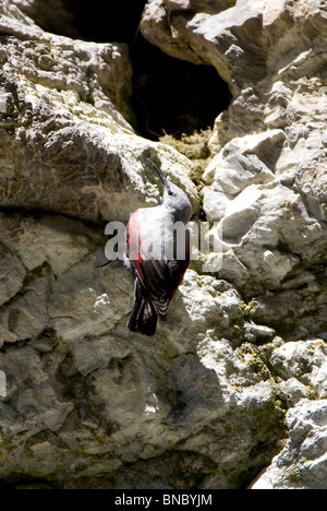 Wallcreeper (Tichodromadidae) perché sur un rocher Banque D'Images