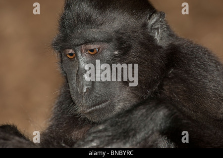 Sulawesi Crested Macaque, Macaca nigra, de l'Indonésie. Banque D'Images