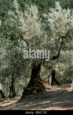 Vieil Olivier Banque D'Images