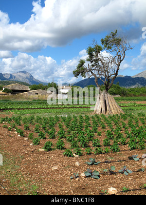 Paysage rural près de Pollensa Majorque Espagne Banque D'Images