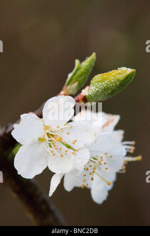 Plum Tree blossom ; Cornwall Banque D'Images