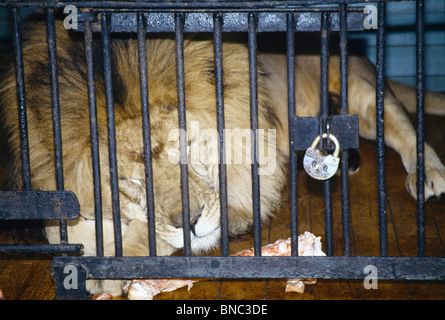 Ekaterinbourg Russie Zoo Portrait de Lion en cage les yeux fermés Banque D'Images