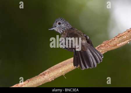 Capuche noir femelle adulte Antshrike Banque D'Images