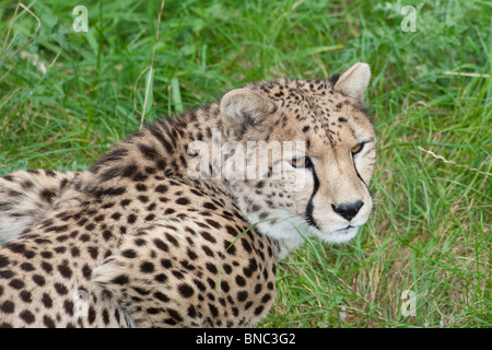 Le guépard, Acinonyx jubatus. Banque D'Images