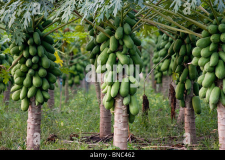 Papaye (Carica papaya) croissant dans une plantation près de Tha Ton, la province de Chiang Mai, Thaïlande Banque D'Images