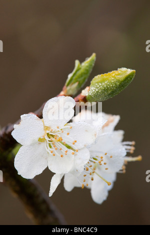 Plum Tree blossom ; Cornwall Banque D'Images