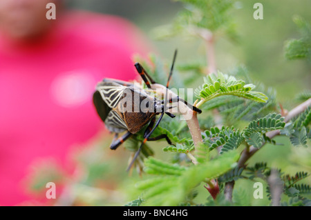 Mesquite géant bug (neocalifornicus Thasus) sur une aiguille bush (Acacia farnesiana) Banque D'Images