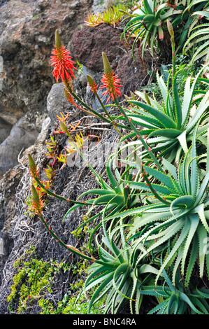 La floraison d'Aloe Vera - plante de guérison - Madeira Banque D'Images