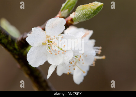 Plum Tree blossom ; Cornwall Banque D'Images