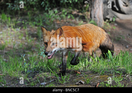 Le renard roux en marche à travers une forêt Banque D'Images