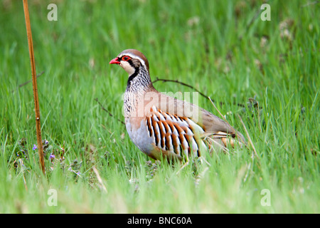 Pattes rouges ; Partridge Alectoris rufa ; dans un champ Banque D'Images