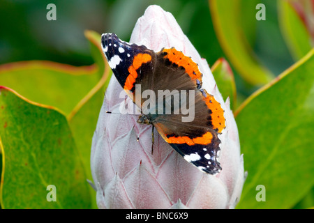 L'amiral rouge ; papillon ; Vanessa atalanta sur fleur Banque D'Images