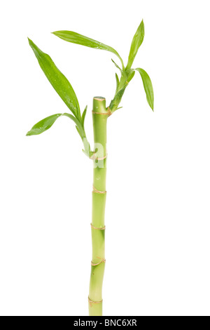 Lucky Bamboo avec fond blanc Banque D'Images