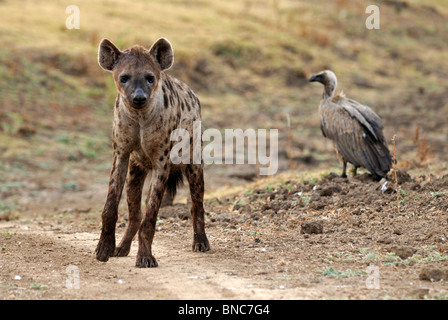 L'Hyène tachetée (Crocuta crocuta) et Vautour africain (Gyps africanus), le parc national de South Luangwa, en Zambie Banque D'Images