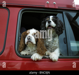 Cavalier King Charles Spaniel Banque D'Images
