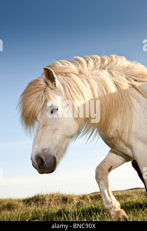 Cheval blanc, de l'Islande Banque D'Images