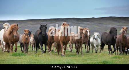 Troupeau de chevaux Islandais en mouvement, côte sud de l'Islande Banque D'Images