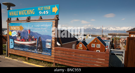 Baleines à Husavik, l'Islande Banque D'Images