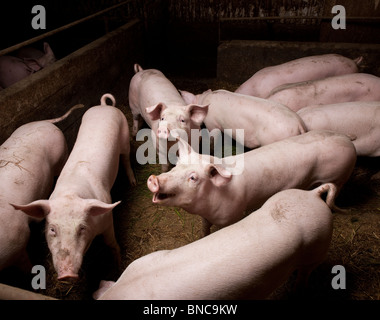 Porcs de porcherie, Hornafjordur, Islande Banque D'Images