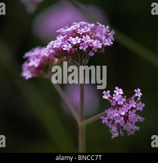 Verbena bonariensis Banque D'Images