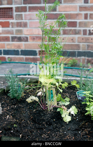 La coriandre, herbe, Coriandrum sativum, herbacée annuelle de la famille des Apiaceae. Aussi connu sous le nom de persil chinois Banque D'Images