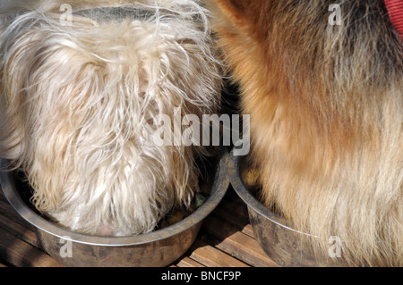 Nos deux chiens de manger leur dîner- coups de tête Banque D'Images