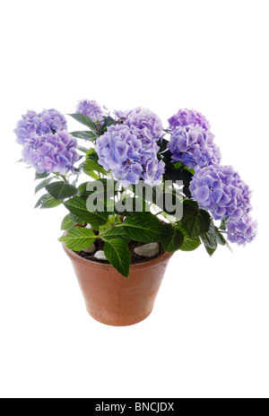 Hortensia Hydrangea macrophylla growing in container Banque D'Images