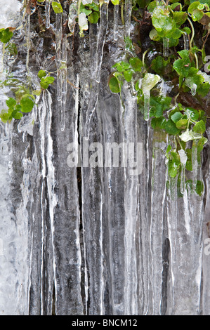 Détail d'une cascade de glace (eau-break-sa-neck, Radnor, Powys, UK). Les feuilles gelées et de glaçons Banque D'Images