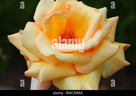 Rose jaune close up Banque D'Images