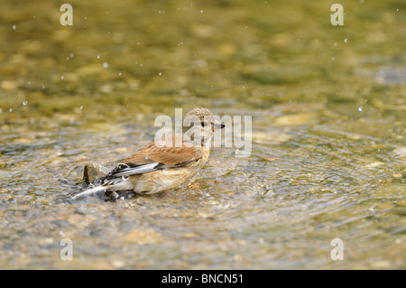 (Linnet Carduelis cannabina) baignade, Norfolk, UK, Mai Banque D'Images