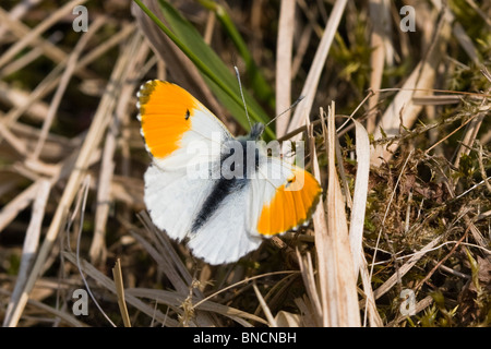 Orange-tip (mâle) Banque D'Images