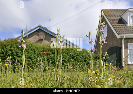 Orchidées abeille, Ophrys apifera, croissant sur les pelouses urbaines, Norfolk, Angleterre, juin Banque D'Images