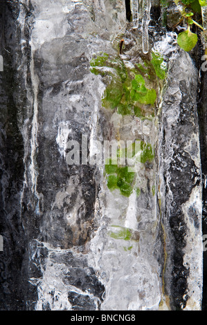 Gros plan de feuilles congelées à l'intérieur d'une glace sur une cascade gelée (Water-break-its-Neck, New Radnor, Powys, pays de Galles, Royaume-Uni) Banque D'Images