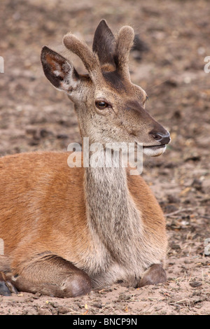 Les jeunes Red Deer Stag Cervus elaphus en velours à Tatton Park, Cheshire, Royaume-Uni Banque D'Images