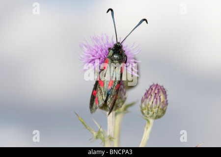 Cinabre adultes papillon sur fleur. Banque D'Images