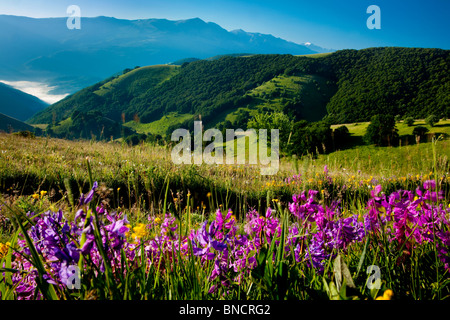 Fleurs sauvages sur la colline de la Forca Canapine dans le parc national des Monts Sibyllins, Ombrie Italie Banque D'Images