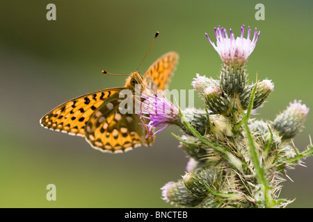 Vert foncé - Fritillary Argynnis aglaja Banque D'Images