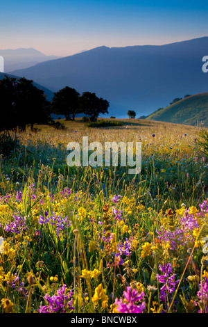 Fleurs sauvages à l'aube le long de la Forca Canapine dans le parc national des Monts Sibyllins, Ombrie Italie Banque D'Images