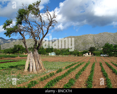 Paysage rural près de Pollensa Majorque Espagne Banque D'Images