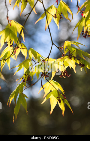 Printemps - le premier beau vert éclatant les feuilles d'Acer palmatum ssp amoenum Banque D'Images