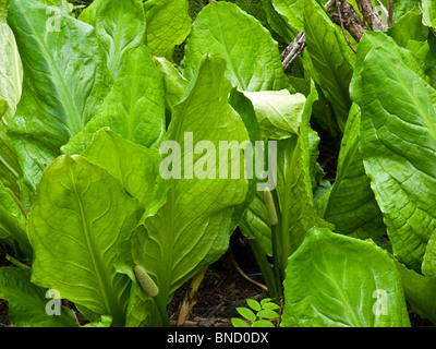 Choux de l'ouest ou sur le Lysichiton americanus Lysichiton Trail dans le parc national du Mont Revelstoke BC Canada. Banque D'Images