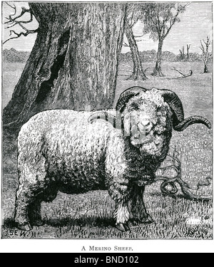 Une gravure d'un mouton Merino - publié dans un livre sur l'Australie imprimé en 1886.Je pensais libre de droits d'auteur. Banque D'Images