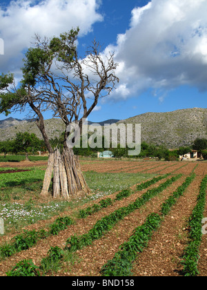 Paysage rural près de Pollensa Majorque Espagne Banque D'Images