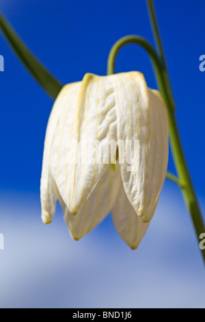 Fritilllary la tête des serpents blanc contre un ciel bleu Banque D'Images