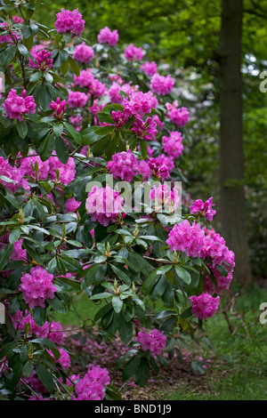 Rhododendron 'Pink pearl' photographié en mai dans le Yorkshire du Nord Banque D'Images