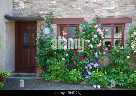 Cottage Pittoresque de rosiers grimpants autour des fenêtres à Hay-on-Wye Powys Pays de Galles UK Banque D'Images