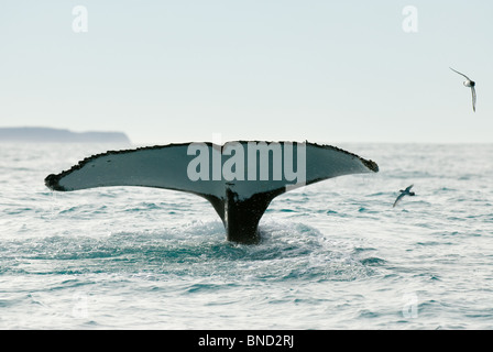 Plongée Cachalot Megaptera novaeangliae Kaikoura Nouvelle-zélande Banque D'Images