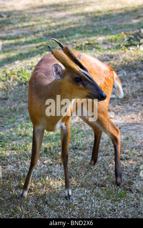 Deer Barking, Muntiacus muntjak, parc national Khao Yai, Thaïlande Banque D'Images