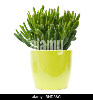 Plantes Succulentes crassula avec feuilles tubulaires, en vert clair pot, isolated on white Banque D'Images